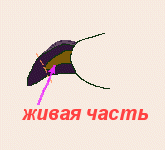 ногти собаки